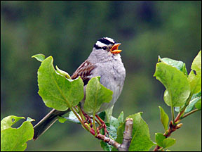 white crowned sparrow graphic